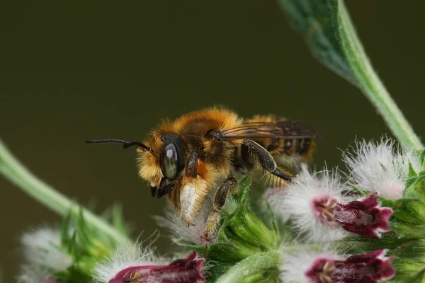 Großaufnahme Einer Männlichen Willughby Blattschneidebiene Megachile Willughbiella Garten — Stockfoto