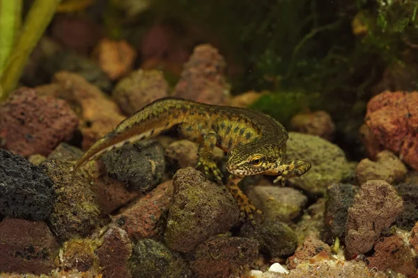 Close Bij Een Volwassen Watermannetje Karpaten Salamander Lissotriton Montandoni Broedkleuren — Stockfoto