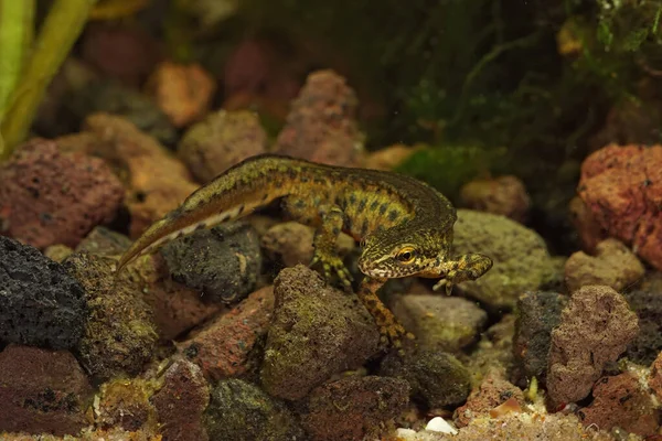 Primer Plano Tritón Cárpatos Adulto Acuático Lissotriton Montandoni Colores Reproducción — Foto de Stock