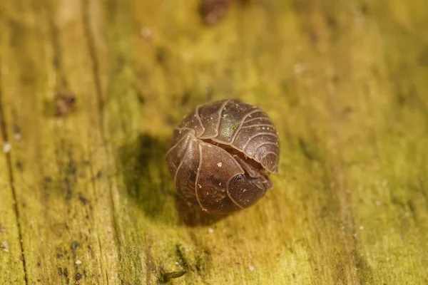 Κοντινό Πλάνο Ένα Τυλιγμένο Κοινό Χάπι Bug Armadillidium Vulgare Κάθεται — Φωτογραφία Αρχείου