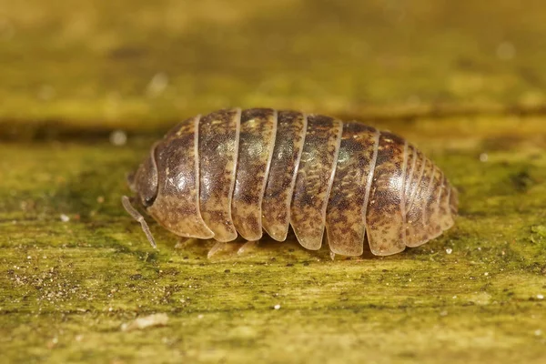 Κοντινό Πλάνο Στο Κοινό Χάπι Bug Armadillidium Vulgare Κάθεται Στο — Φωτογραφία Αρχείου