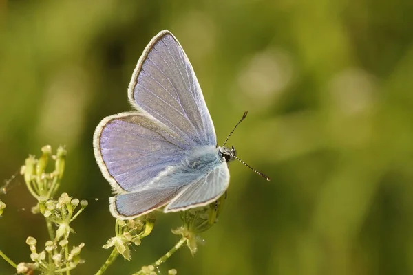 カラフルなイカルスブルーの蝶の上の閉鎖 Polyommatus Icarusは牧草地で開かれた翼で座っています — ストック写真