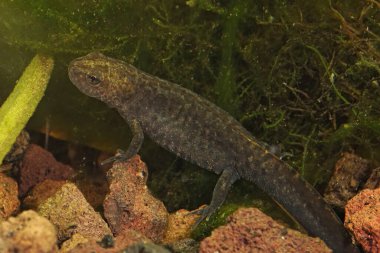Suyun altındaki Makedon armalı su semenderi Triturus macedonicus 'a yakın çekim