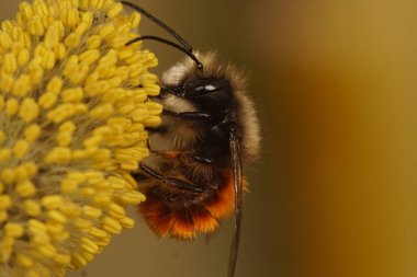 Erkek bir Avrupa Orchad Mason Arısı, Osmia Cornuta, Goat Willow, Salix Caprea 'dan polen yiyor.