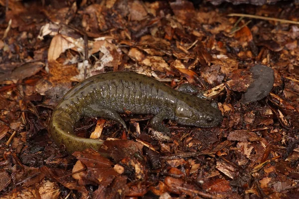 Close Salamandra Japonesa Ameaçada Oita Hynobius Dunni Chão Floresta — Fotografia de Stock