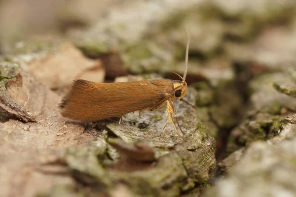 Detailní Záběr Malé Hnědé Oranžové Crassa Unitella Molo Sedí Dřevě — Stock fotografie