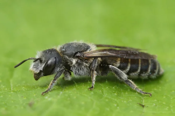 Gedetailleerde Close Viper Bugloss Mason Bee Hoplitis Osmia Adunca Zittend — Stockfoto