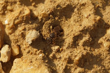 Bayan gardiyan Furrow arısı Lasioglossum 'a yakın plan, davetsiz misafirlere karşı ortak bir yuva girişini savunuyor.