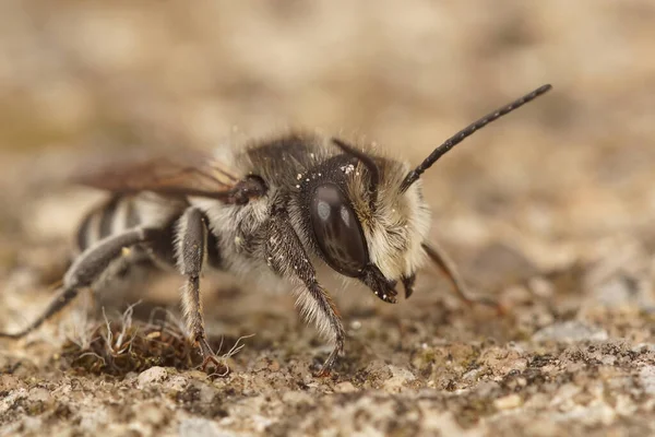 Close Macho Mediterrâneo Secção Branca Cortador Abelha Megachile Albisecata — Fotografia de Stock