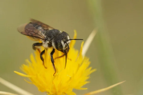 Detailní Záběr Středomořskou Woodboring Včelu Lithurgus Chrysurus Žlutém Květu Centaurea — Stock fotografie