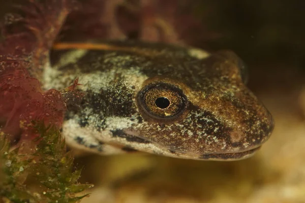 Primer Plano Cabeza Una Larva Acuática Salamandra Arroyo Sarda Europea —  Fotos de Stock