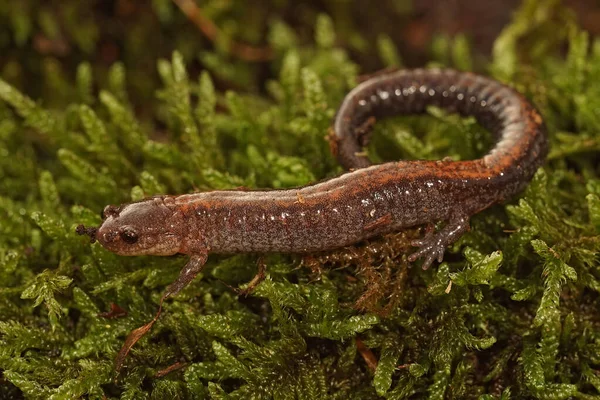 Yetişkin bir Kuzey Amerika kırmızı semenderi, yeşil yosun üzerinde Plethodon Cinereus.
