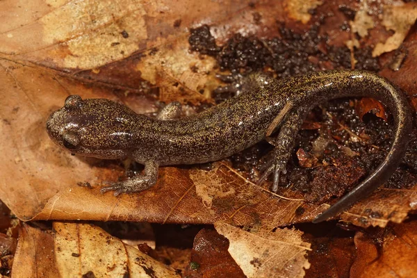 스러운 색깔의 Hokkaido Salamander Hynobius Instricdatus — 스톡 사진
