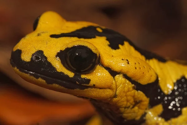 Detailní Záběr Pestrobarevného Žlutého Samce Španělského Iberijského Salamandra Salamandru Bernardezi — Stock fotografie