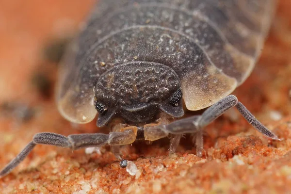 Macro Primer Plano Cabeza Leñador Áspero Funda Porcellio Jardín — Foto de Stock