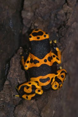 Renkli sarı şeritli ok kurbağası Dendrobates löcolas 'ın sırt çekimi.