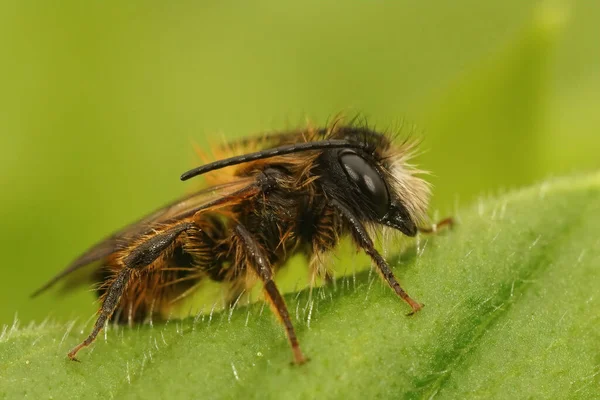 Detailní Záběr Chlupatého Samce Evropské Včely Rohaté Osmia Cornuta Sedící — Stock fotografie