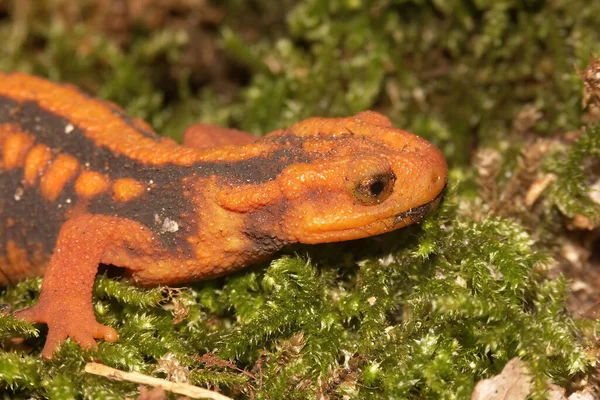 Gedetailleerde Close Een Volwassen Bedreigde Kleurrijke Oranje Aziatische Mandarijn Salamander — Stockfoto