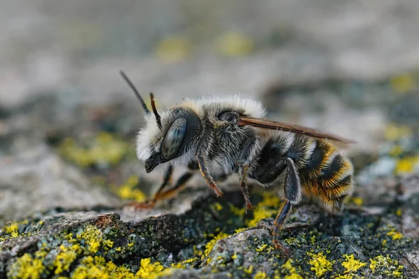 Close Uma Rara Macho Mediterrâneo Mason Abelha Vermelha Osmia Rufohirta — Fotografia de Stock