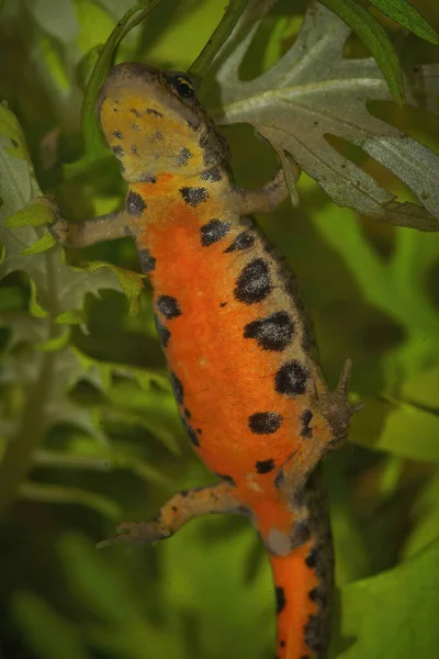 Nahaufnahme Eines Farbenfrohen Orangefarbenen Wassermolchs Lissotriton Boscai — Stockfoto