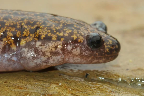 Closeup Colorful Japanese Hida Streamside Salamander Hynobius Kimurae Sitting Stone — Stock Photo, Image