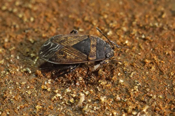 Closeup Small Brown Dirt Colored Seed Bug Trapezonotus Arenarius Sitting — Stock Photo, Image