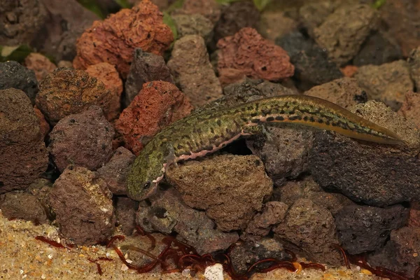 Одяг Водяному Дорослому Італійському Ноутбуку Lissotriton Italicus Під Водою — стокове фото