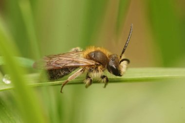 Şirin kahverengi saçlı, Coppice Mining Bee, Anderena Helvola tarlada çimlerin üzerinde oturuyor.