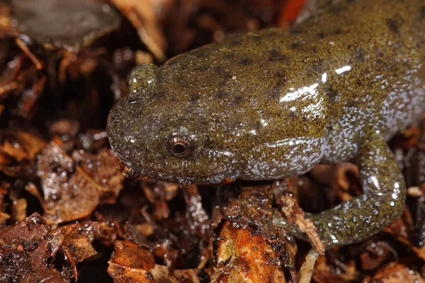 Närbild Huvudet Den Hotade Japanska Oita Salamander Hynobius Dunni Skogsgolvet — Stockfoto