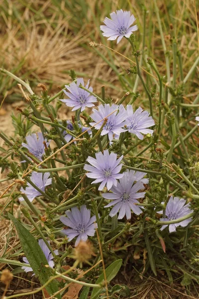 Primer Plano Una Flor Azul Floreciente Cigüeña Silvestre Mediterránea Cichorium — Foto de Stock