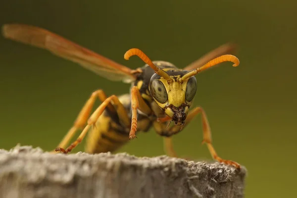 Gros Plan Sur Paperwas Français Veste Jaune Polistes Dominula Dans — Photo