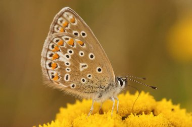 Avrupa 'da ortak bir İkarus mavi kelebeğine yakın çekim, Polyommatus icarus sahada