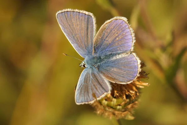 フィールド内の一般的なヨーロッパのイカルスの青い蝶 Polyommatus Icarusの閉鎖 — ストック写真