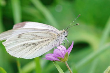 Yeşil damarlı bir beyaz üzerine yakın plan, Pieris Napi bahçedeki bir yaprağın üzerinde kapalı kanatlarla oturuyor.