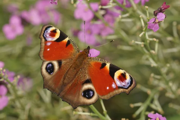 Close Fresco Emergiu Colorido Peacock Borboleta Inachis Jardim — Fotografia de Stock