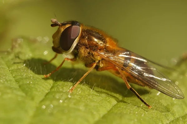 Närbild Europeisk Hovslända Arter Epistrophe Eliganer Sitter Ett Grönt Löv — Stockfoto