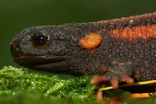 Closeup Detalhada Sobre Colorido Ameaçado Asiático Cauda Vermelha Knobby Newt — Fotografia de Stock