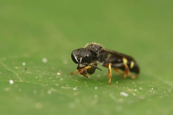 在一个小型盾体挖掘机黄蜂Crabro Scutellatus上的前部特写 坐在一片绿叶上 — 图库照片