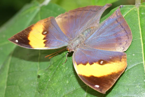 Bunte Nahaufnahme Eines Neotropischen Toten Blattschmetterlings Kallima Inachus Mit Offenen — Stockfoto