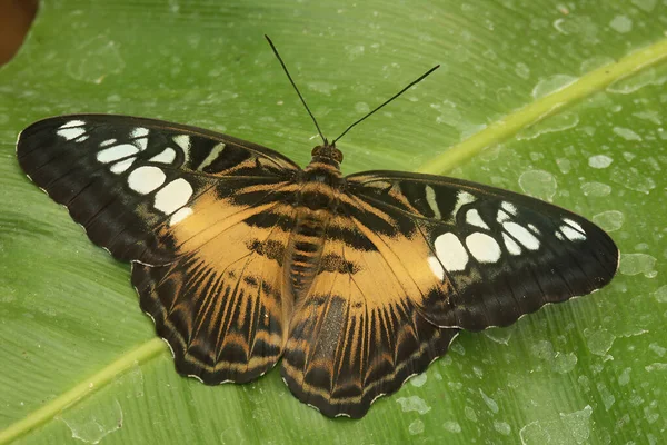 Крупный План Красочной Бабочки Клиппера Сидящей Открытыми Крыльями Зеленом Листе — стоковое фото