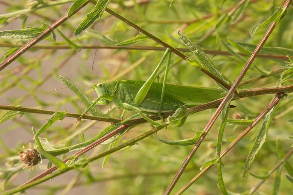 Natural Closeup European Common Great Green Bush Cricket Tettigonia Viridissima — Stock Photo, Image