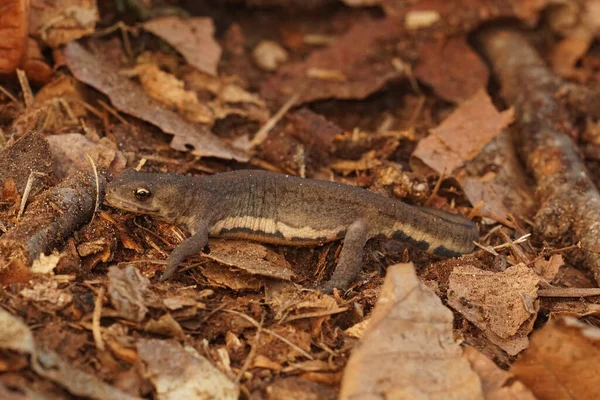 Nahaufnahme Eines Jungen Erdmolchweibchens Ommatotriton Vittatus Ophryticus Das Auf Dem — Stockfoto