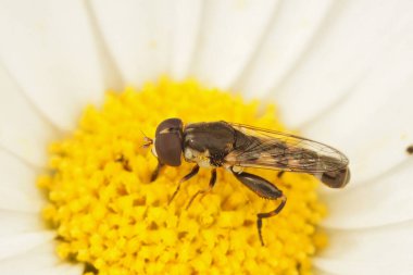 Kalın bacaklı uçan sineğe yakın plan, Syritta Pipiens bahçedeki yerllow beyaz Bellis perennis çiçeğinin üzerinde oturuyor.