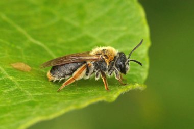 Kırmızı kuyruklu dişi maden arısı Andrena Hemoroa yeşil bir yaprağın üzerinde oturuyor.