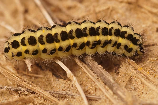 Renkli Gün Etkin Altı Benekli Güve Zygaena Filipendulae Nin Tırtılına — Stok fotoğraf