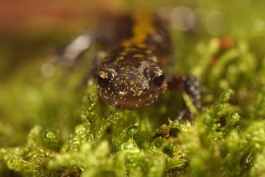 Pasifik Batı Yakası 'nın renkli yeşil, uzun parmaklı semenderi, yosun üzerinde Ambystoma makrodactyumu.