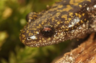 Pasifik Batı Yakası 'nın renkli yeşil, uzun parmaklı semenderi, yosun üzerinde Ambystoma makrodactyumu.