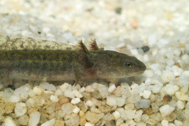 Batı yakasındaki solungaçları uzun parmaklı semender Ambystoma makrodactylum larvalarına yakın çekim.
