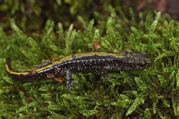 Närbild Färgstark Pacific Westcoast Grön Longtoed Salamander Ambystoma Macrodactylum Mossa — Stockfoto