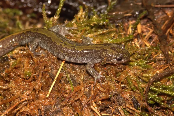 Närbild Vuxen Pacific Westcoast Grön Långärmad Salamander Ambystoma Macrodactylum Grön — Stockfoto